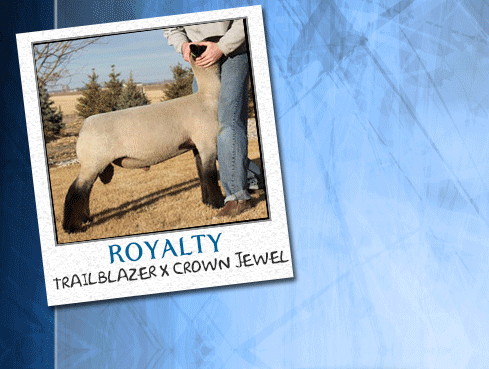 Show Lambs