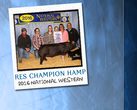 Show Pigs